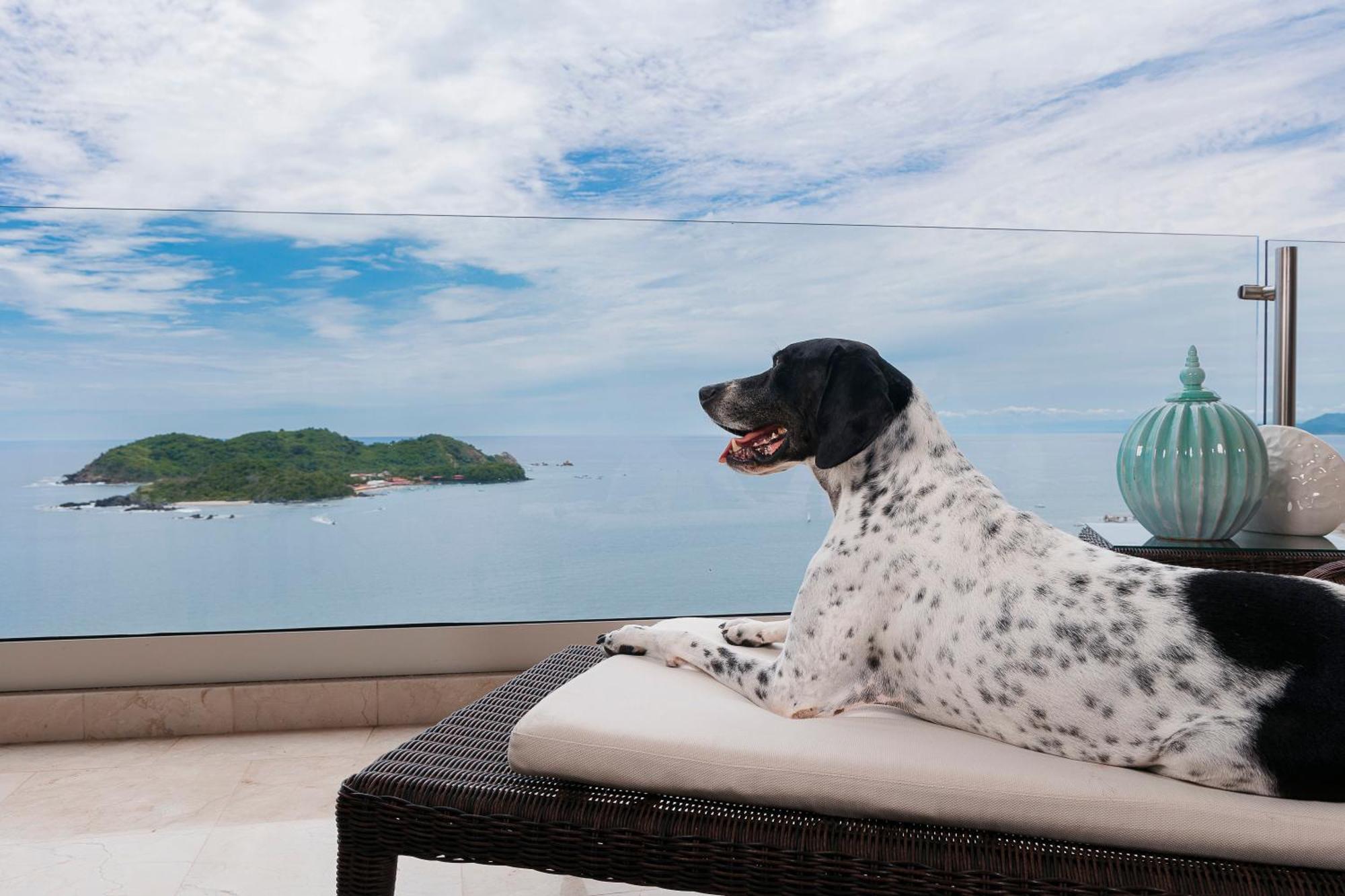 Azul Ixtapa Grand All Inclusive Suites - Spa & Convention Center Extérieur photo A dog at the Four Seasons Resort